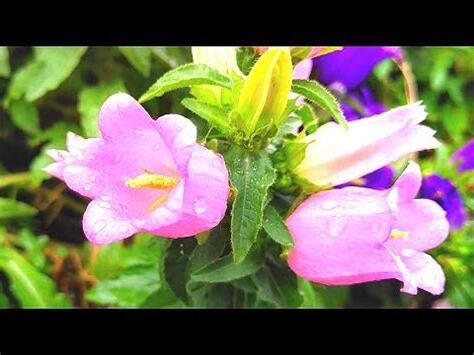 風鈴花 花語
